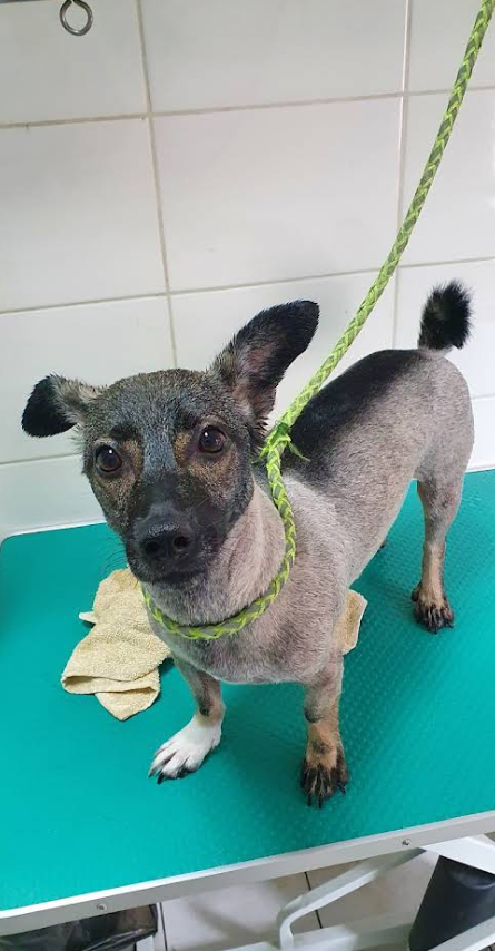 Cățeluș la clinică